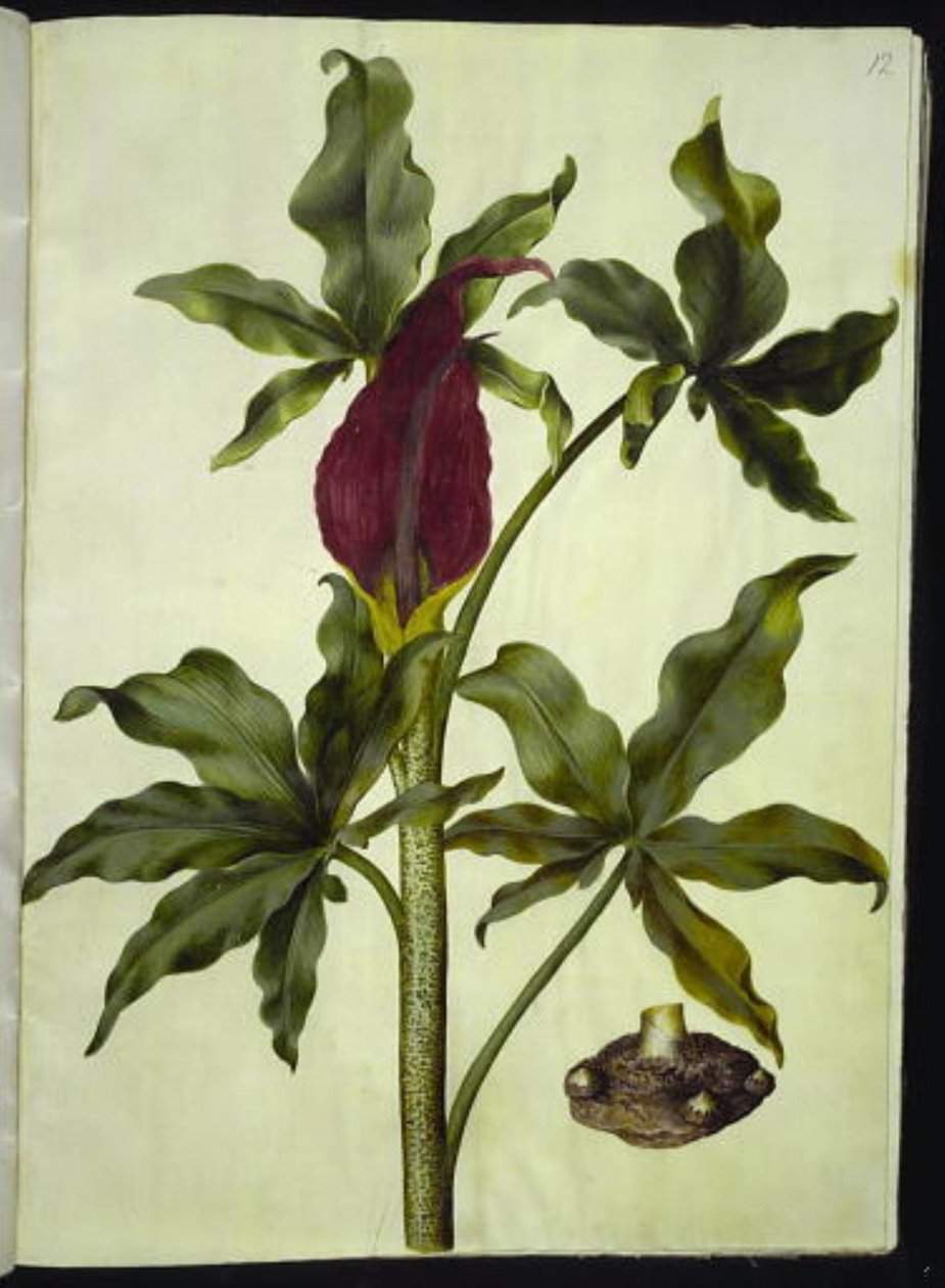 Dracunculus vulgaris (dracón vulgar) de Hans Simon Holtzbecker