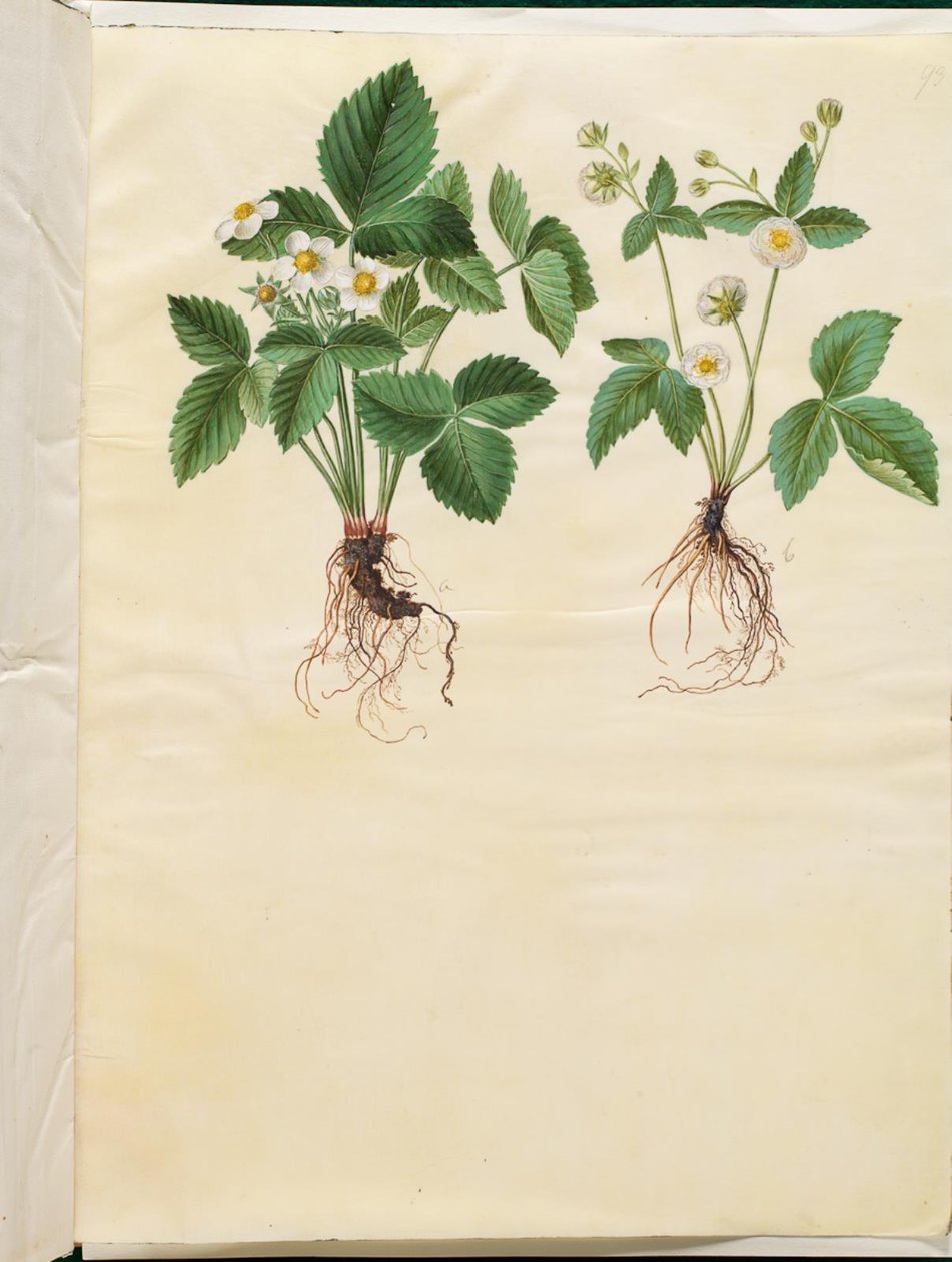 Fragaria vesca (fresa silvestre) de Hans Simon Holtzbecker