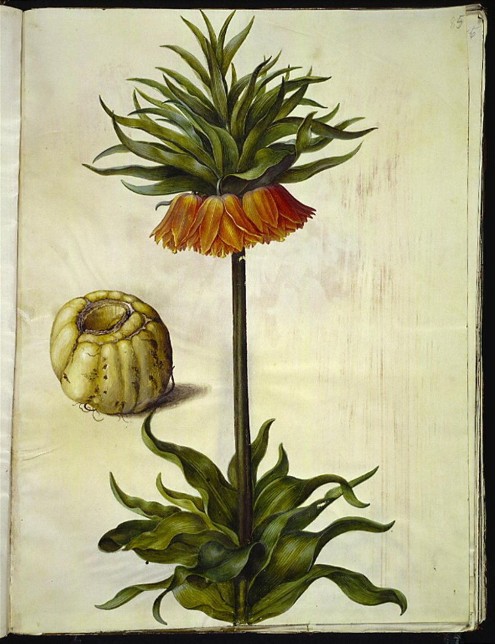 Fritillaria imperialis (corona imperial) de Hans Simon Holtzbecker