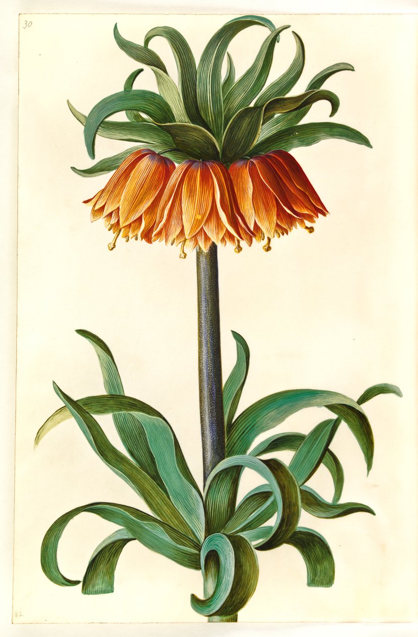 Fritillaria imperialis (corona imperial) de Hans Simon Holtzbecker