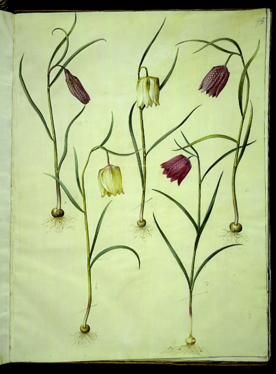 Fritillaria meleagris (viborera común) de Hans Simon Holtzbecker