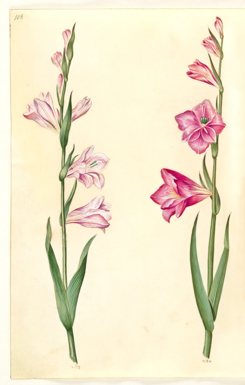 Gladiolus communis de Hans Simon Holtzbecker