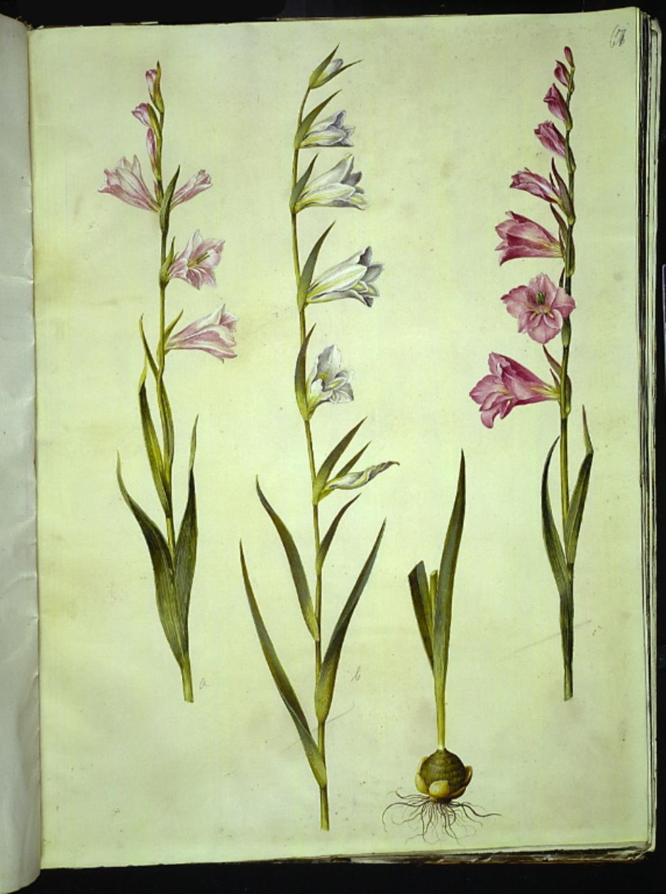 Gladiolo común (gladiolus communis) de Hans Simon Holtzbecker