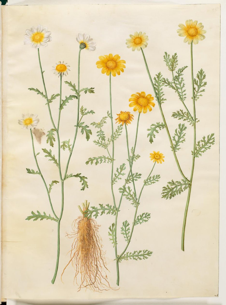 Glebionis coronaria de Hans Simon Holtzbecker