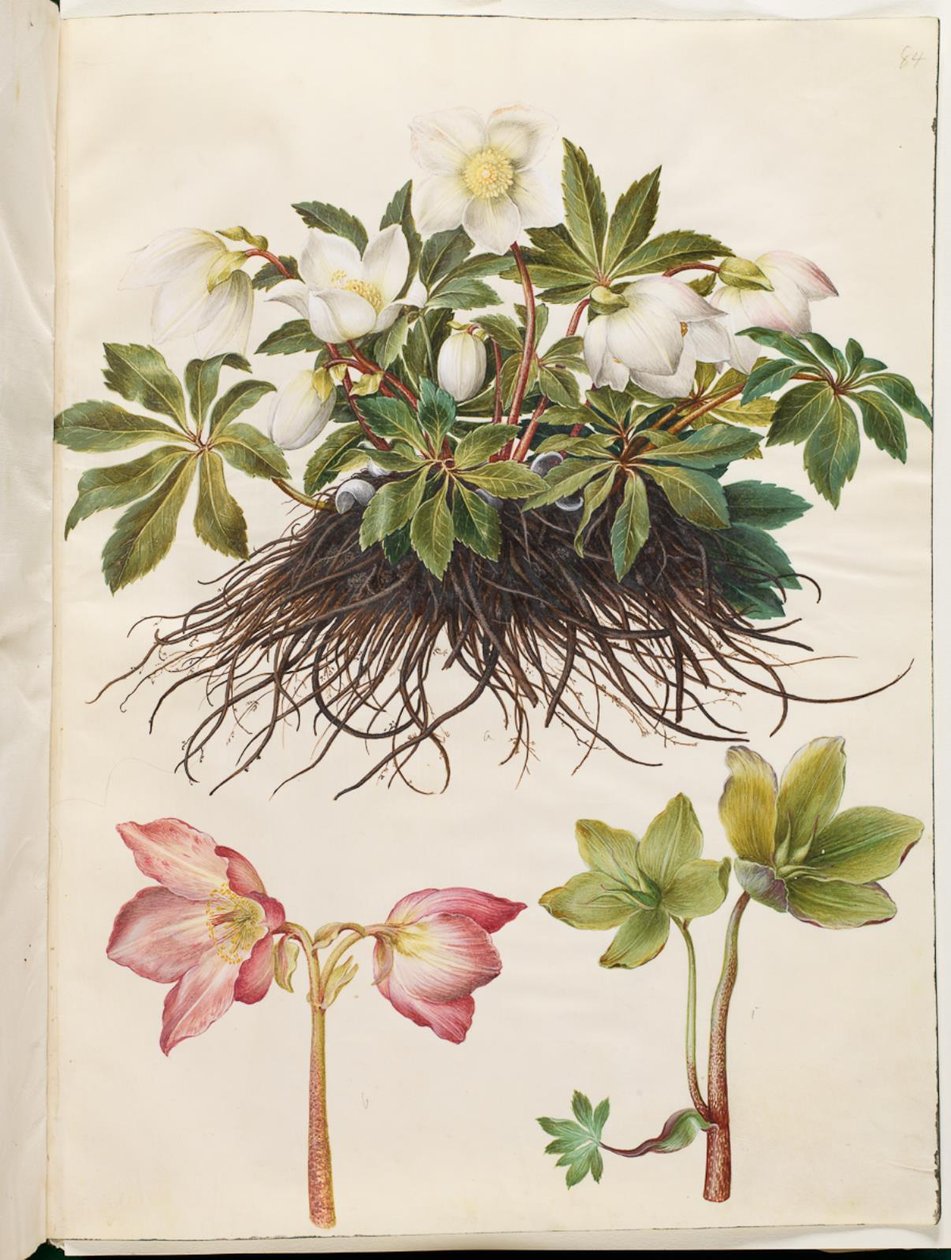 Helleborus niger (rosa de Navidad común) de Hans Simon Holtzbecker