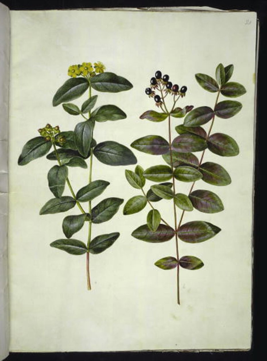 Hypericum androsaemum (hierba de San Juan) de Hans Simon Holtzbecker