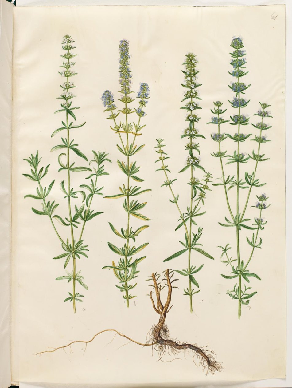 Hyssopus officinalis (hisopo verdadero) de Hans Simon Holtzbecker