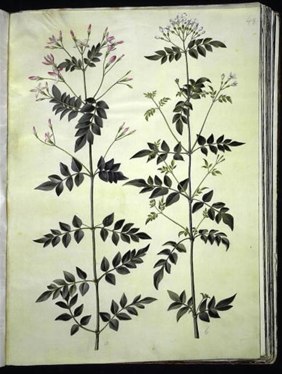 Jasminum officinale (jazmín común) de Hans Simon Holtzbecker