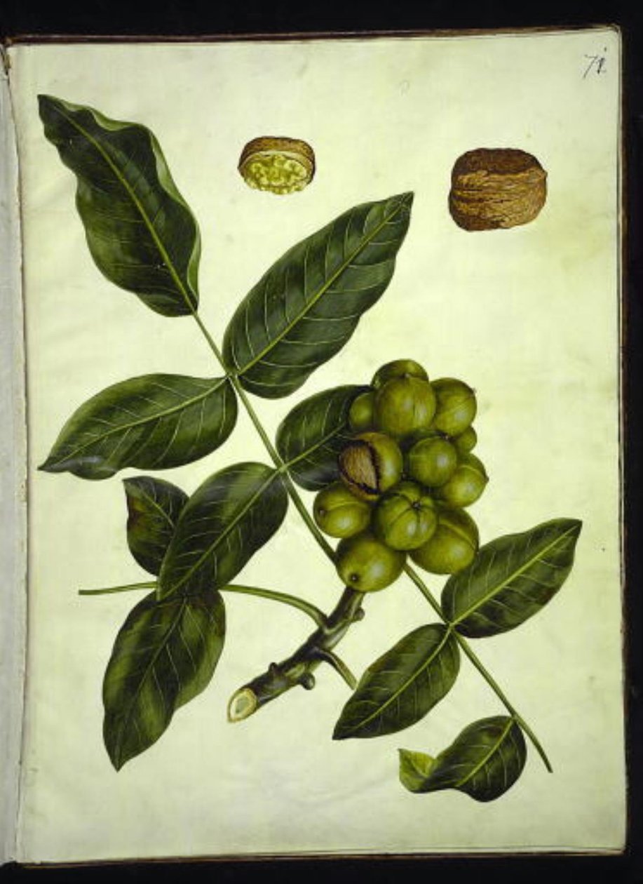Juglans regia (nogal común) de Hans Simon Holtzbecker