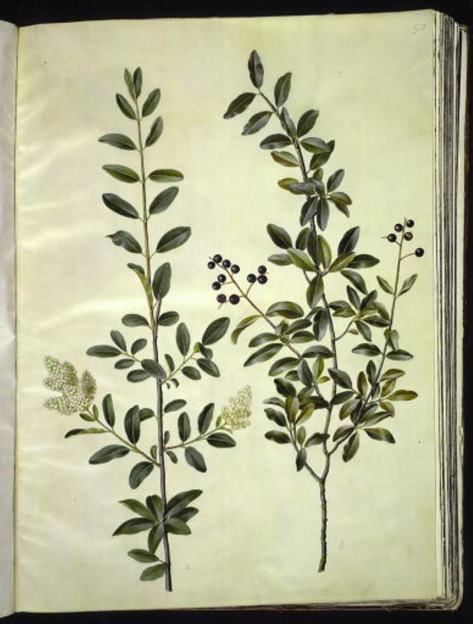 Ligustrum vulgare (aligustre común) de Hans Simon Holtzbecker