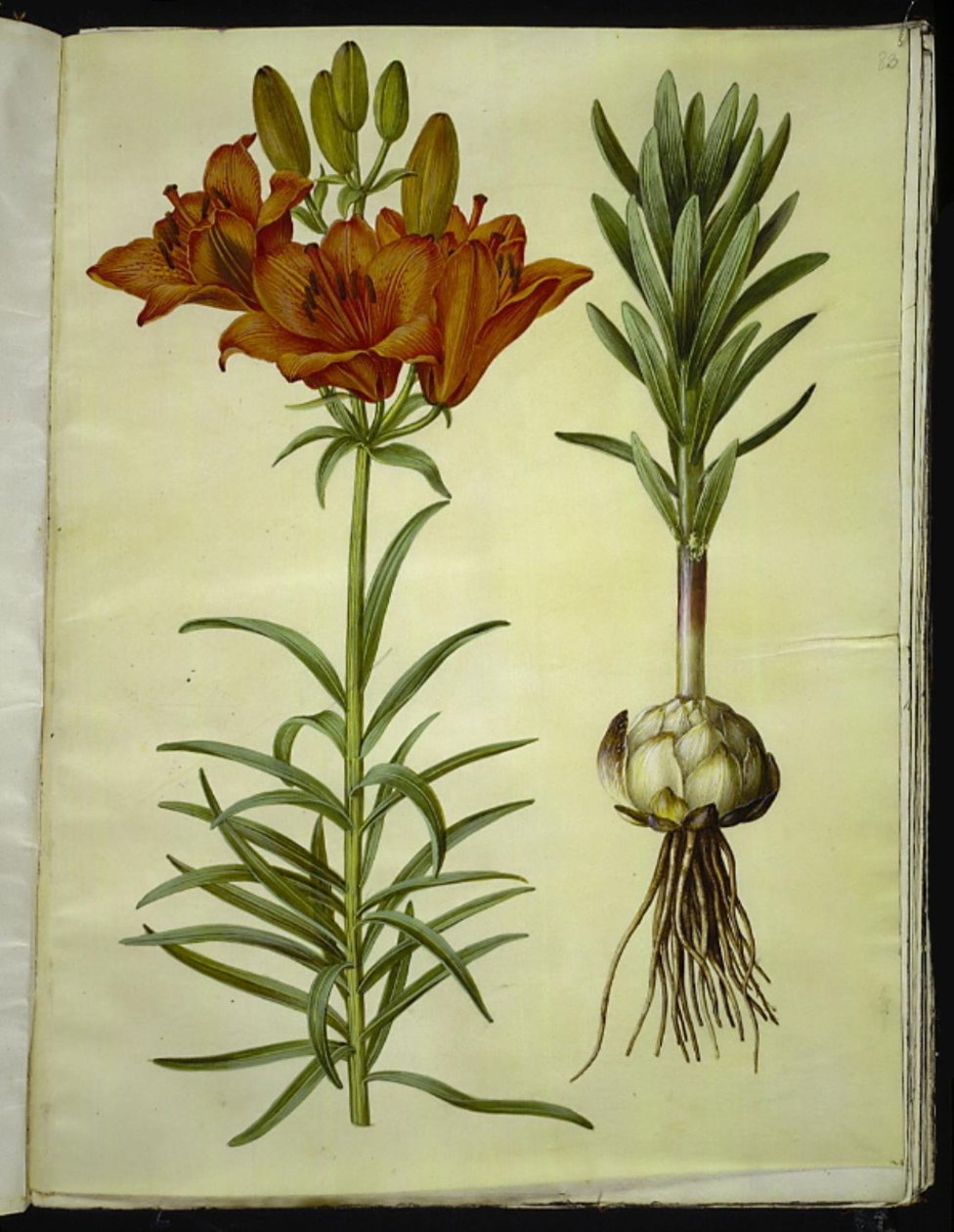 Lilium bulbiferum (lirio de fuego) de Hans Simon Holtzbecker