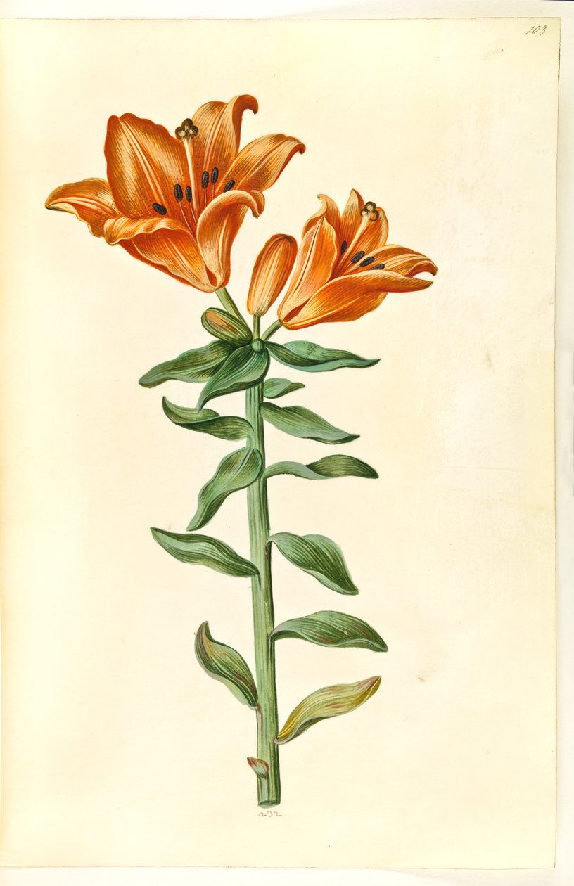 Lilium bulbiferum (brand-lilje) de Hans Simon Holtzbecker