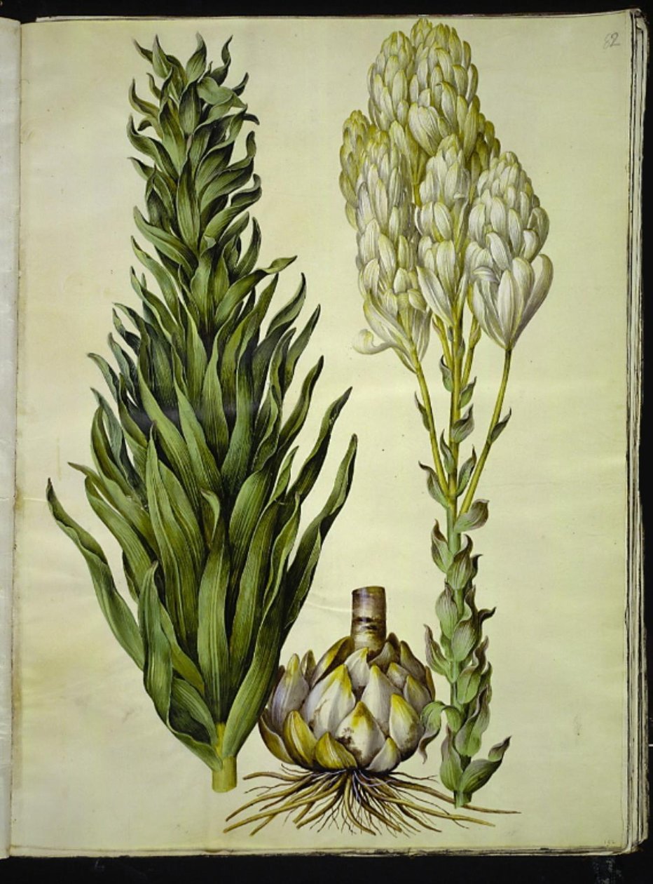 Lilium candidum (lirio de Madonna) de Hans Simon Holtzbecker
