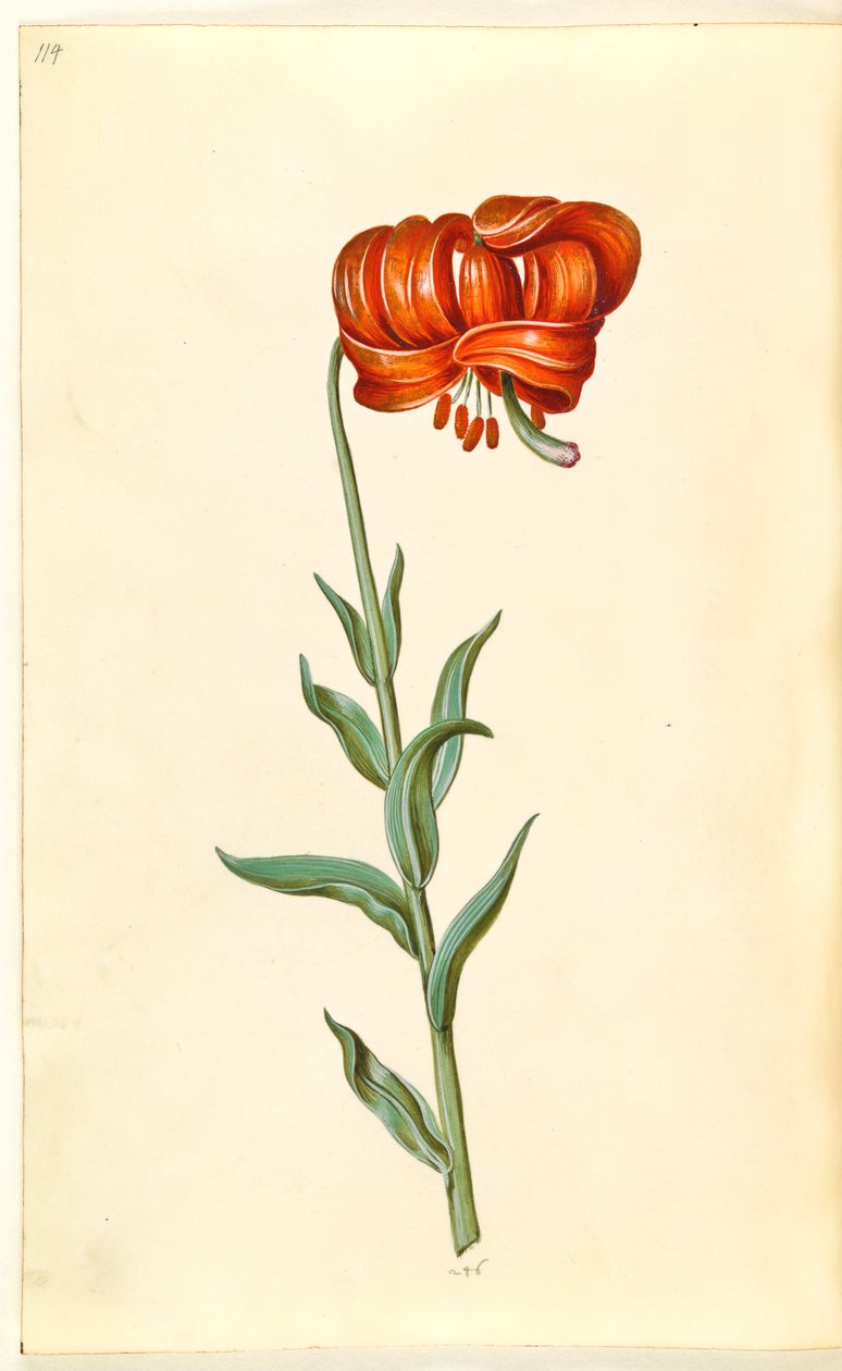 Lilium chalcedonicum (lirio turco rojo) de Hans Simon Holtzbecker