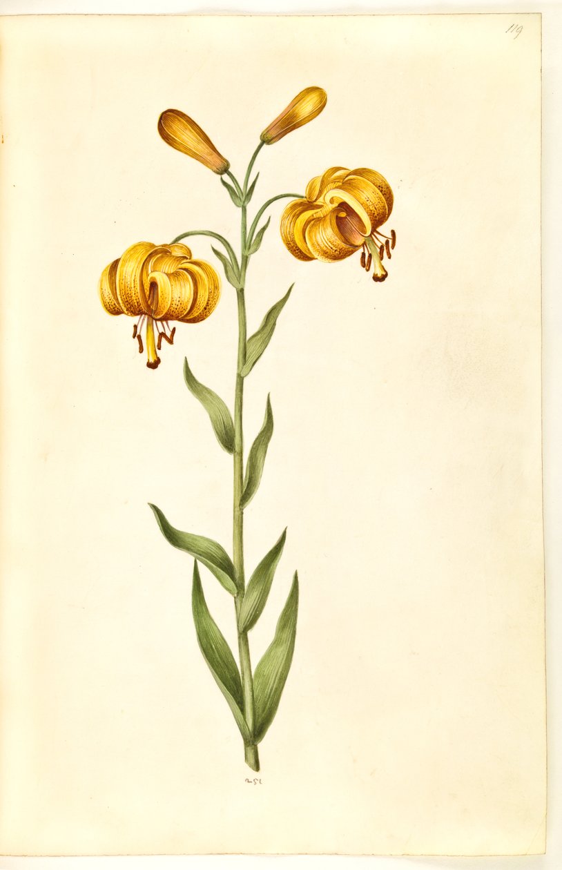 Lilium pyrenaicum (lirio pirenaico) de Hans Simon Holtzbecker