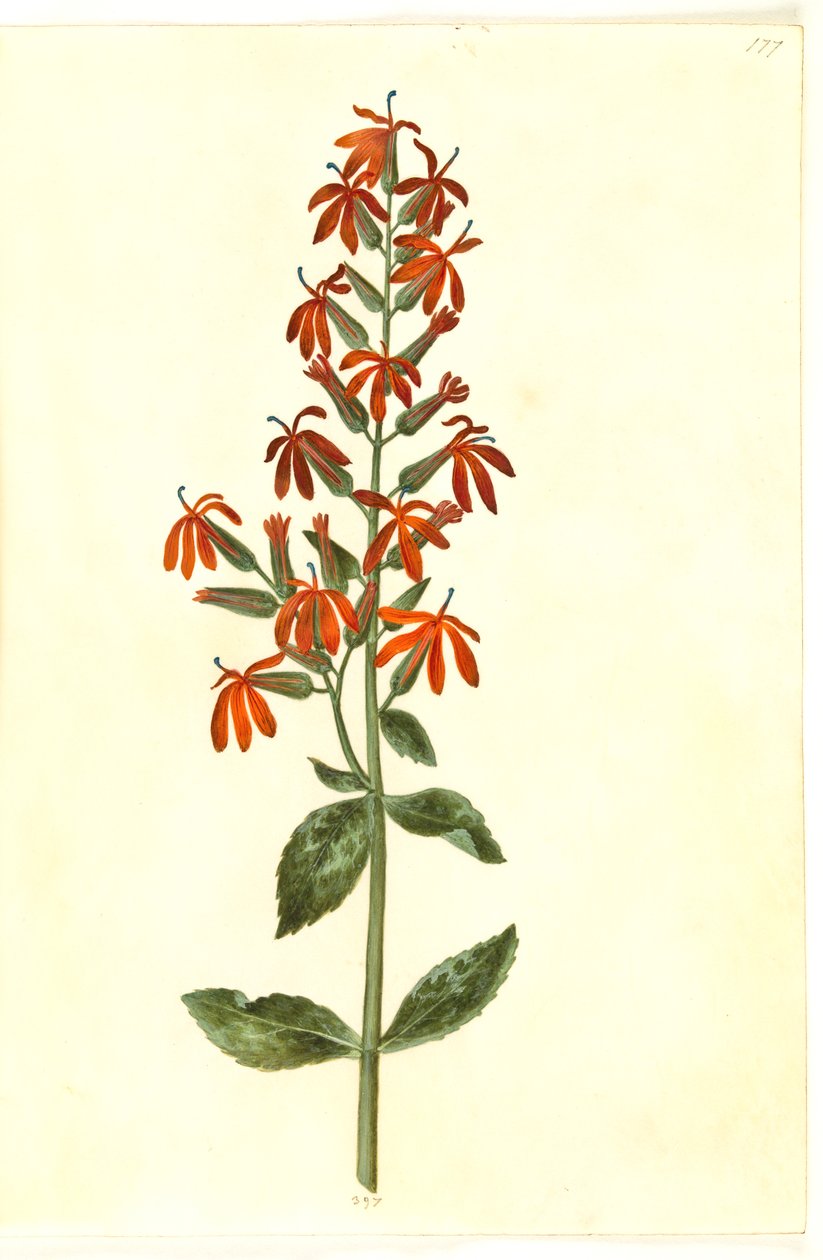 Lobelia cardinalis (cardenal-lobelia) de Hans Simon Holtzbecker