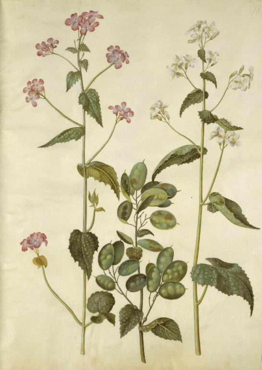 Lunaria annua (monedas de Judas) de Hans Simon Holtzbecker