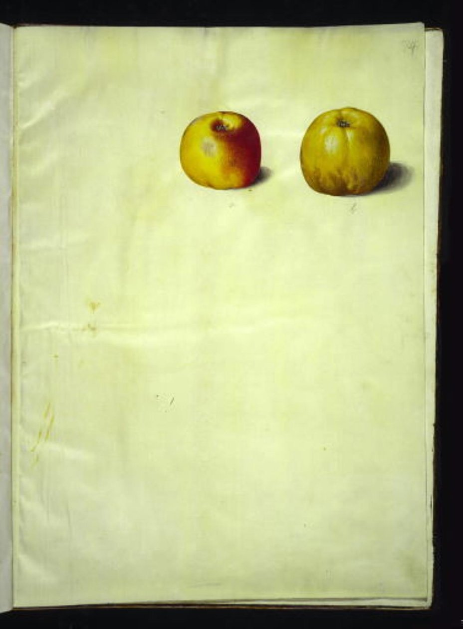Malus domestica (manzana común) de Hans Simon Holtzbecker