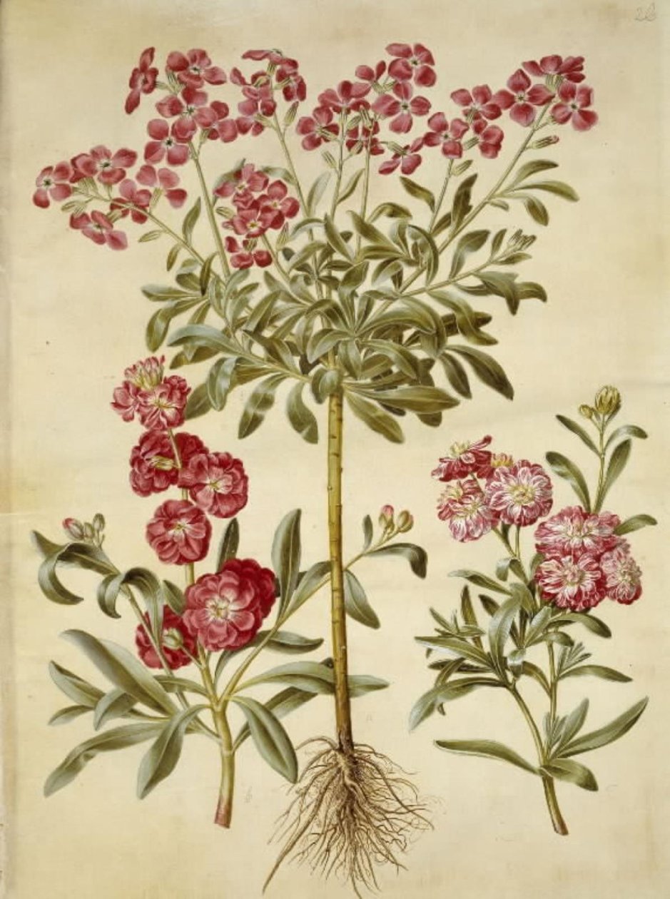 Matthiola incana (alhelí de invierno) de Hans Simon Holtzbecker