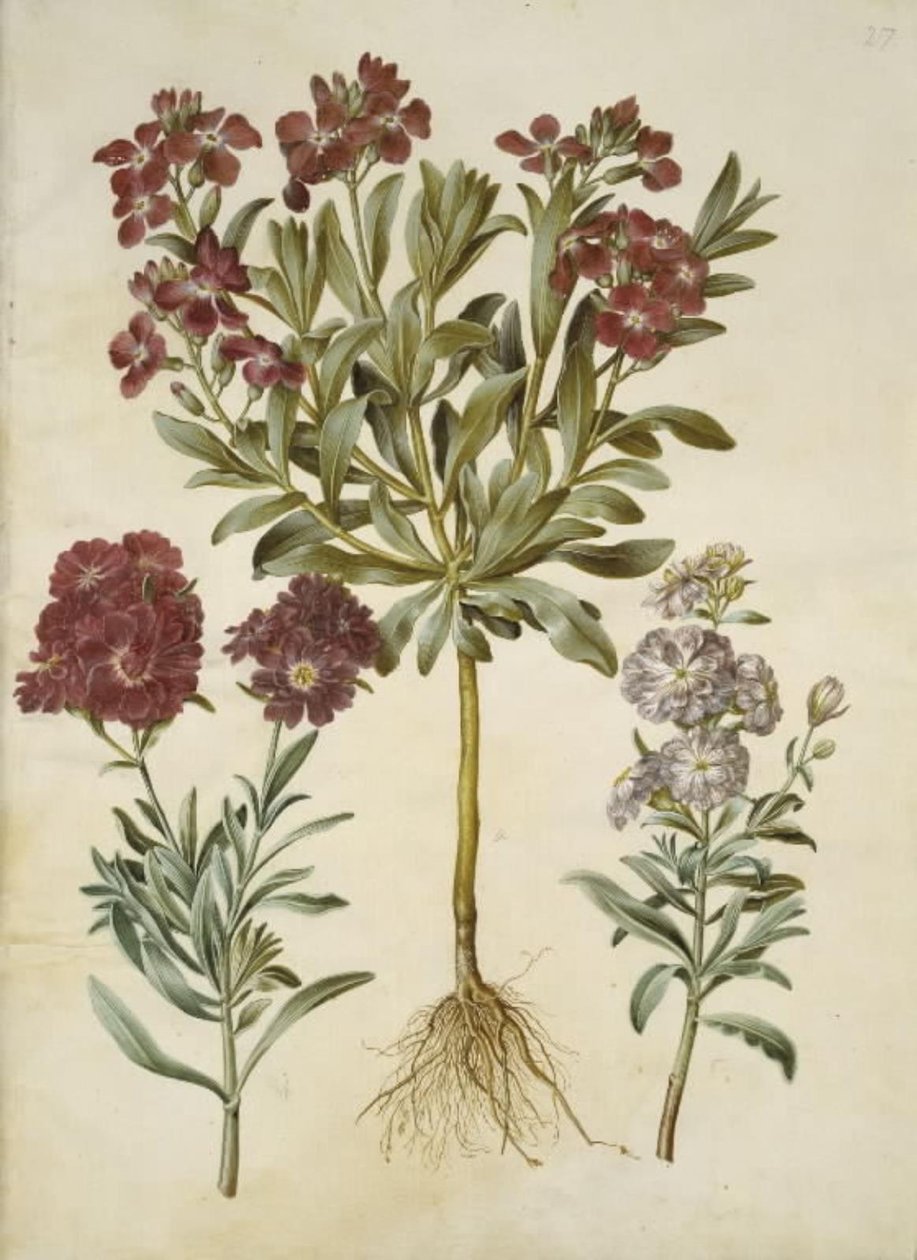 Matthiola incana (alhelí de invierno) de Hans Simon Holtzbecker