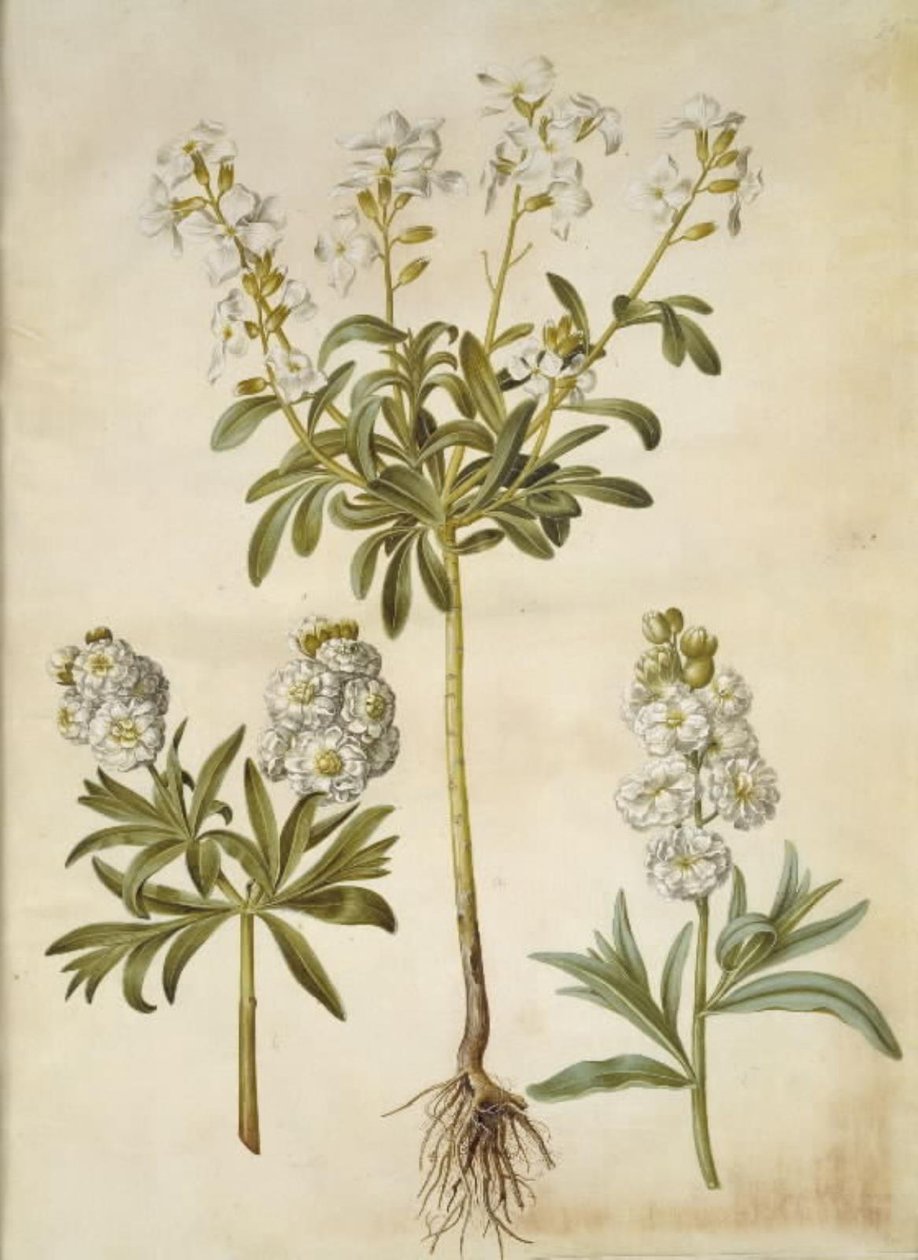 Matthiola incana (alhelí de invierno) de Hans Simon Holtzbecker