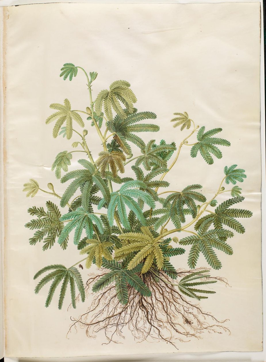 Mimosa polydactyla (mimosa de muchos dedos) de Hans Simon Holtzbecker