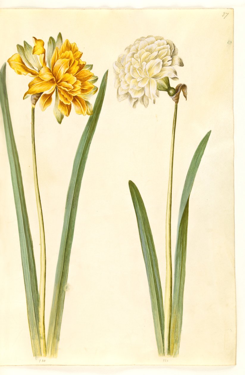 Narcissus pseudonarcissus (narciso) de Hans Simon Holtzbecker