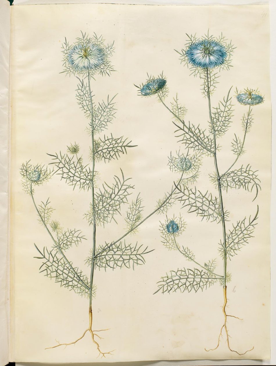 Nigella damascena (doncella en el verde) de Hans Simon Holtzbecker