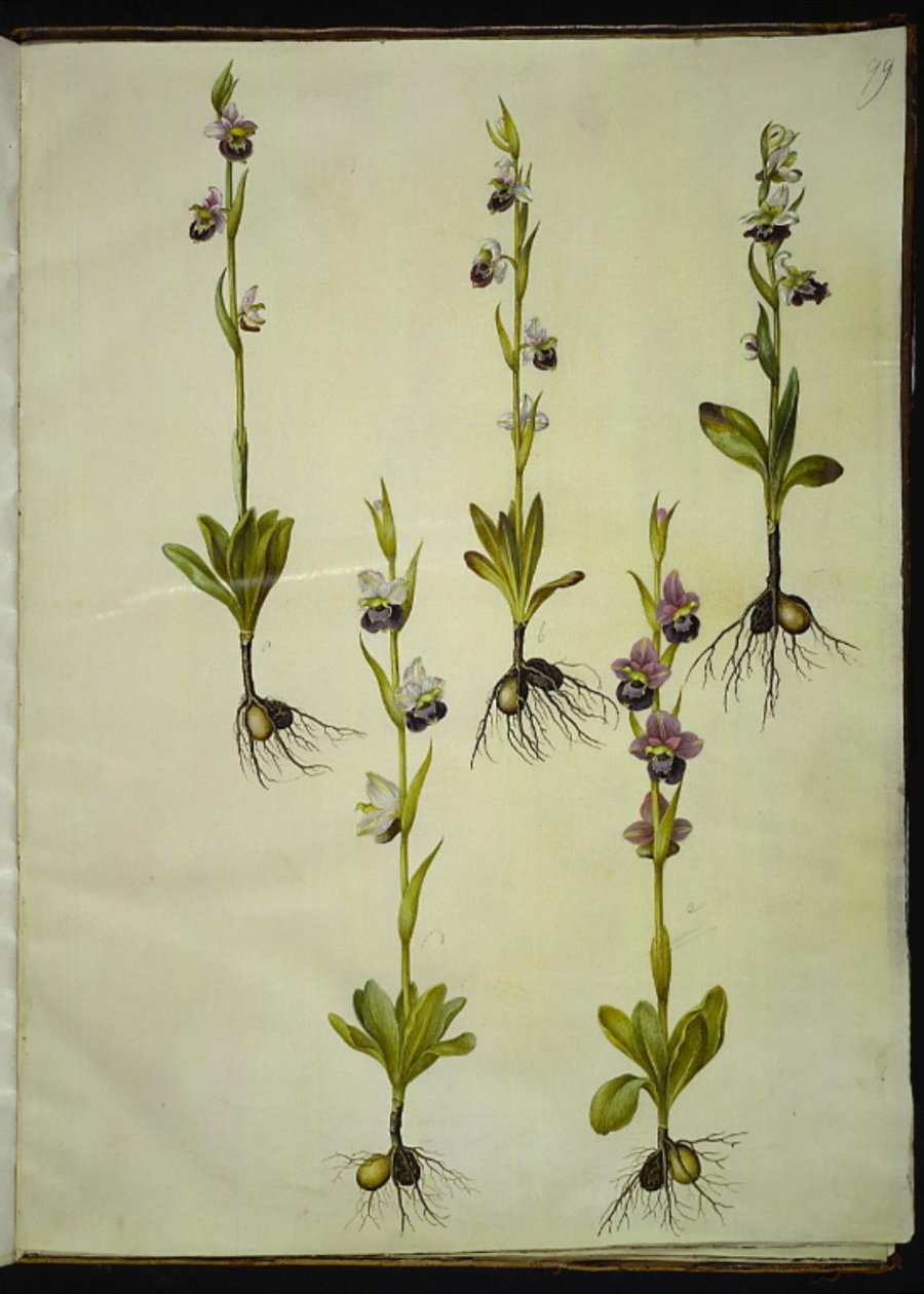 Ophrys fuciflora (abeja orquídea) de Hans Simon Holtzbecker