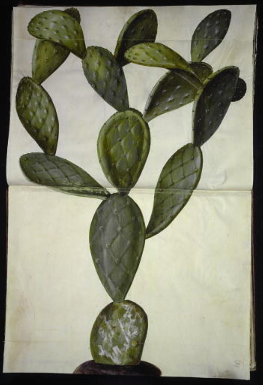 Opuntia monacantha de Hans Simon Holtzbecker