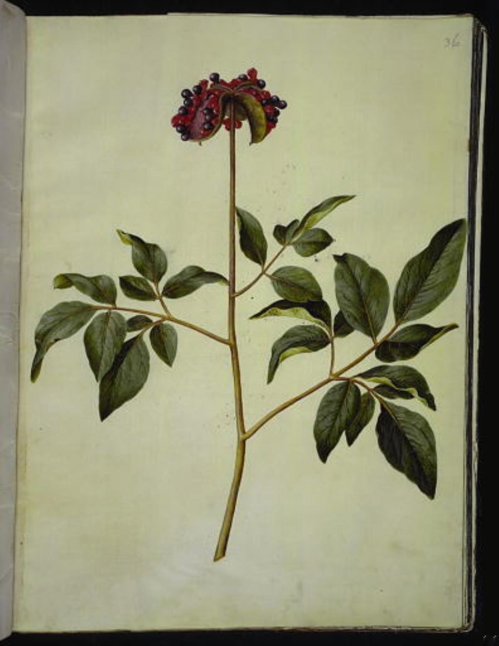 Paeonia mascula (peonía) de Hans Simon Holtzbecker