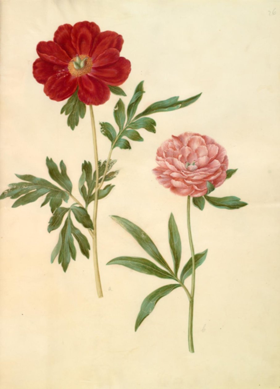 Paeonia officinalis (peonía) de Hans Simon Holtzbecker