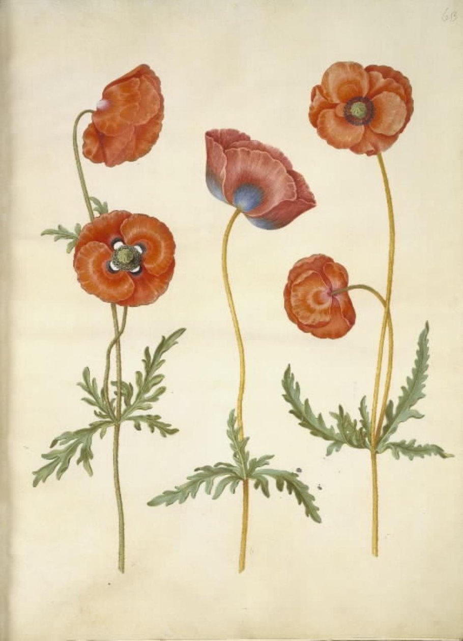 Papaver rhoeas (amapola) de Hans Simon Holtzbecker