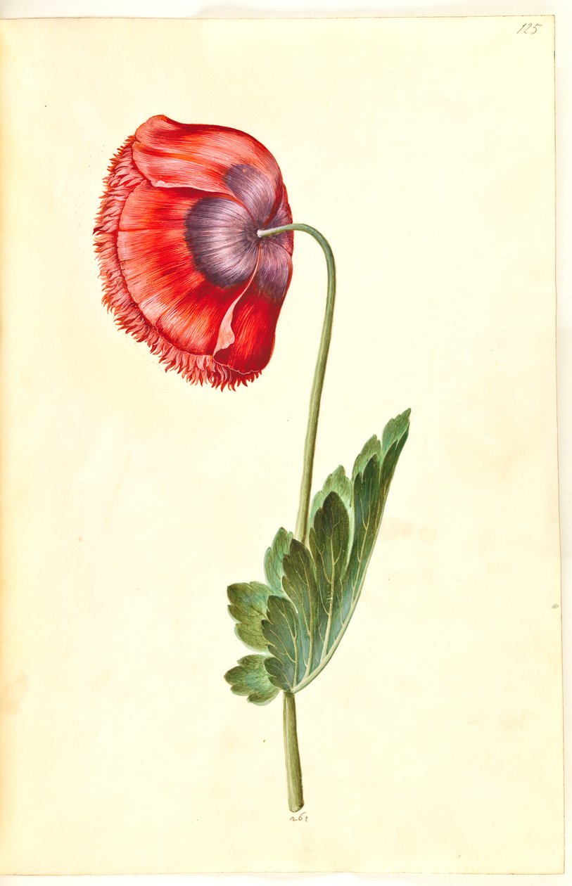 Papaver somniferum (amapola de opio) de Hans Simon Holtzbecker