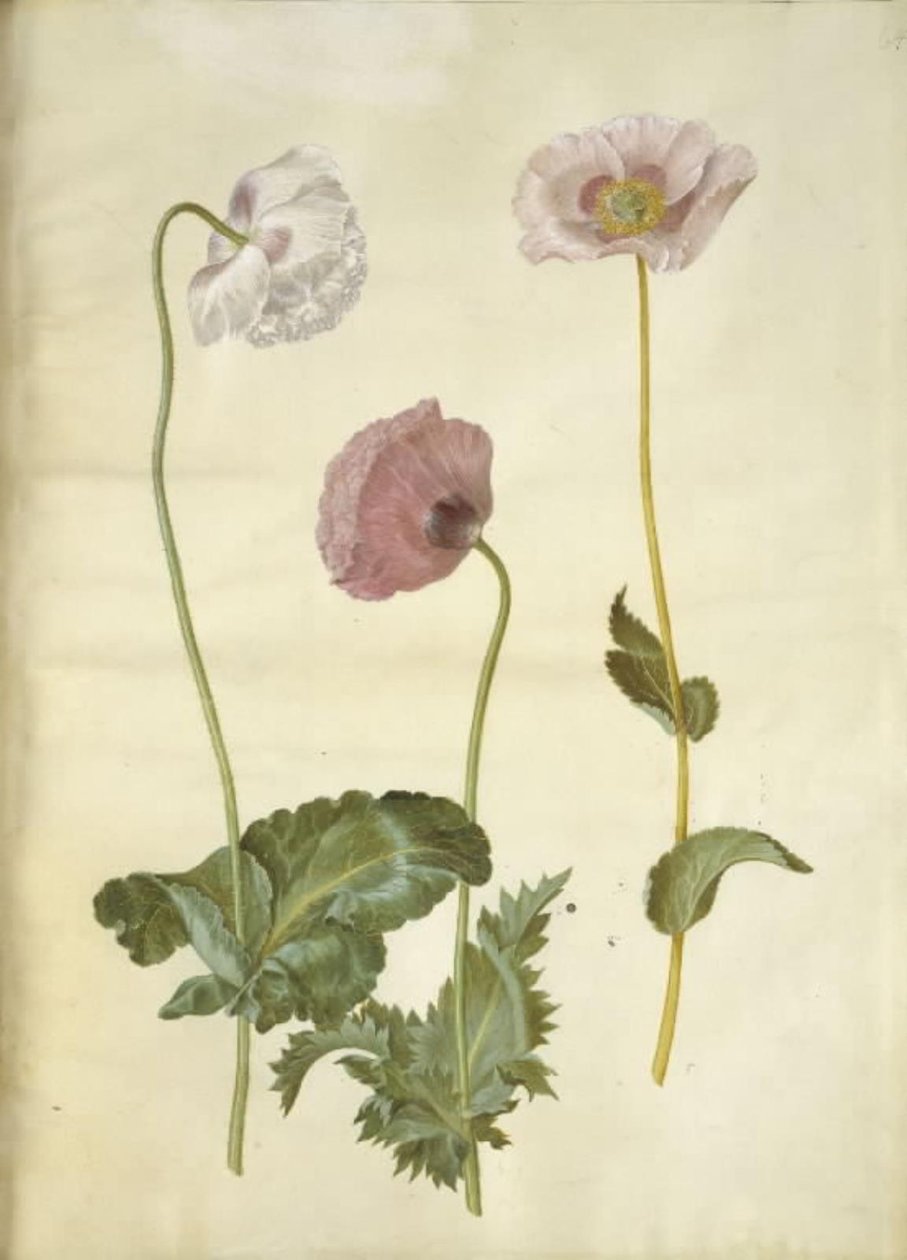 Papaver somniferum (amapola de opio) de Hans Simon Holtzbecker