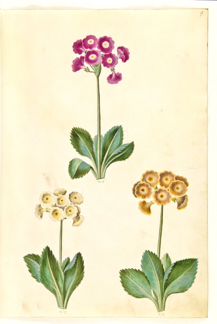 Primula ×pubescens (aurícula de jardín) de Hans Simon Holtzbecker