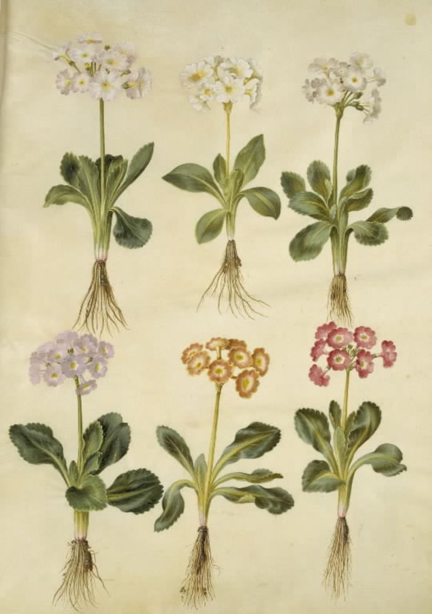 Primula ×pubescens (aurícula de jardín) de Hans Simon Holtzbecker