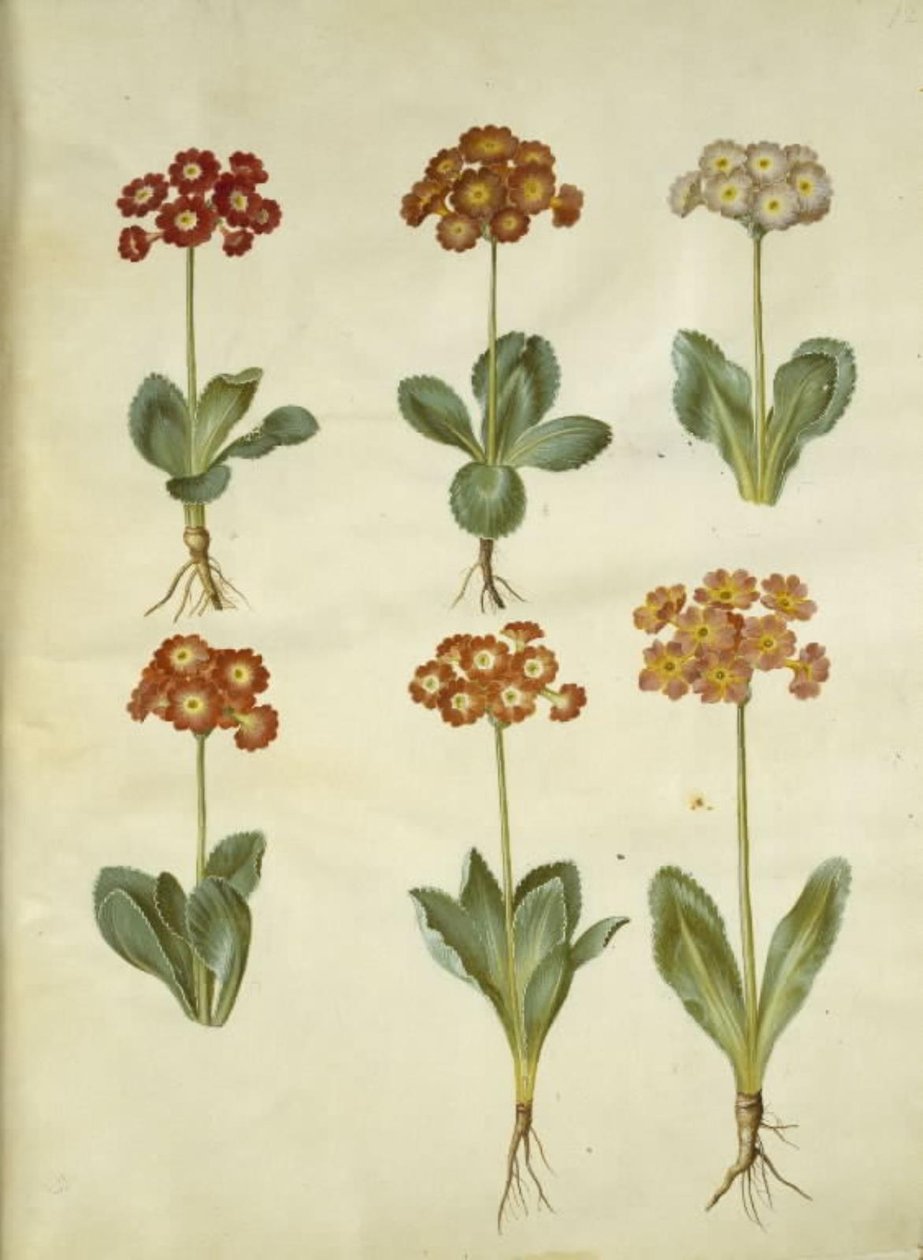 Primula ×pubescens (aurícula de jardín) de Hans Simon Holtzbecker