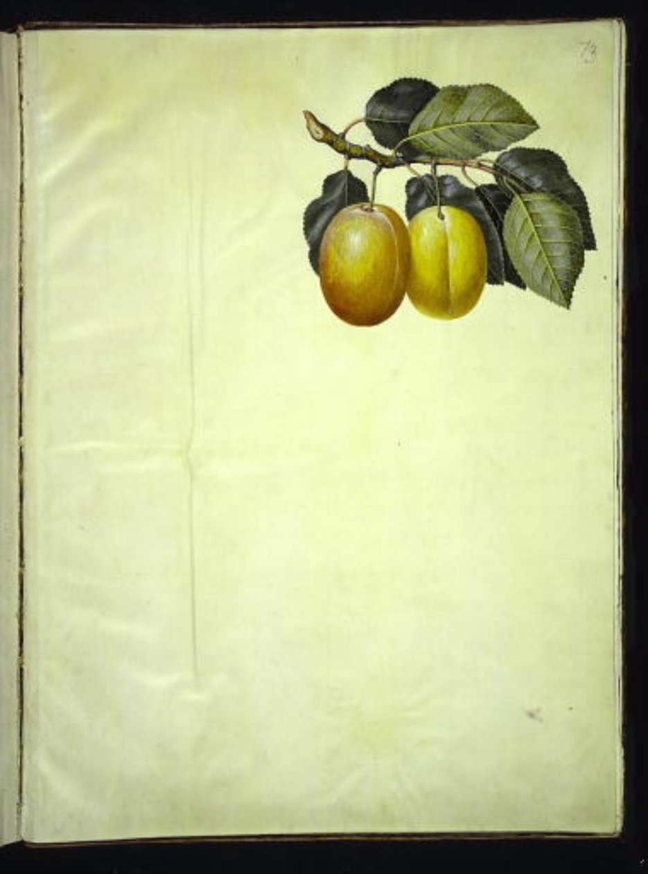 Prunus domestica de Hans Simon Holtzbecker