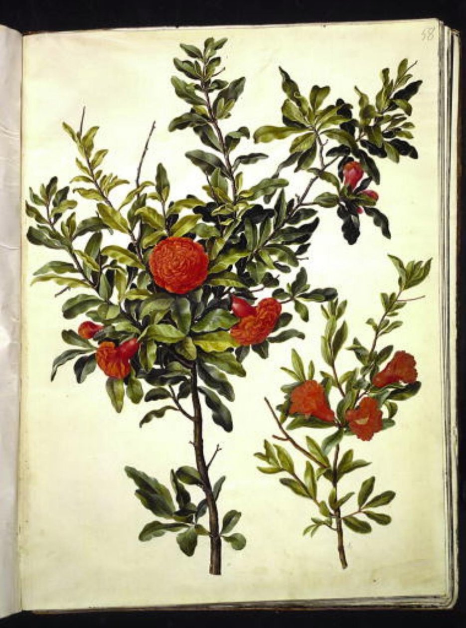 Punica granatum (granada) de Hans Simon Holtzbecker