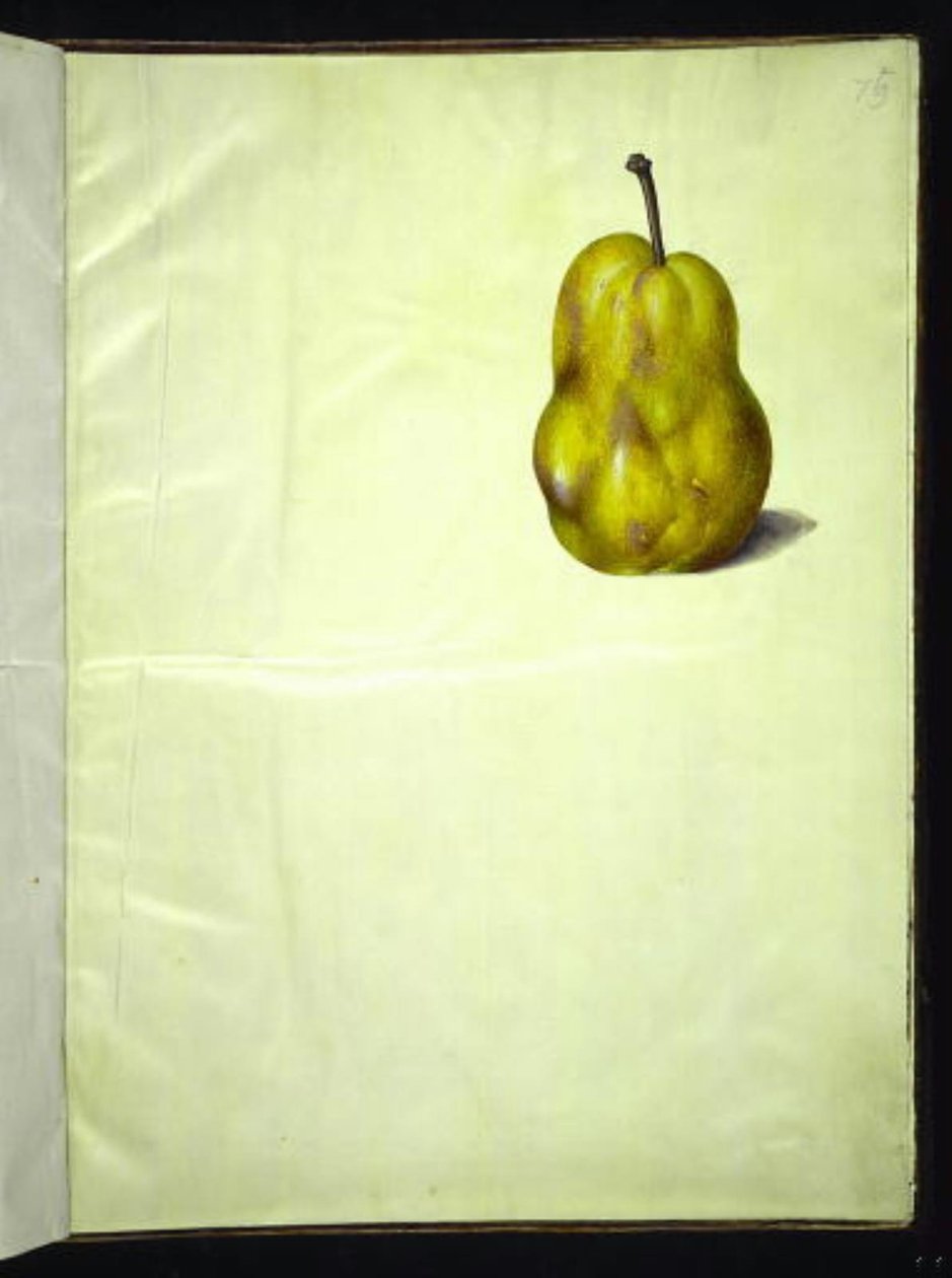 Pyrus communis (pera común) de Hans Simon Holtzbecker