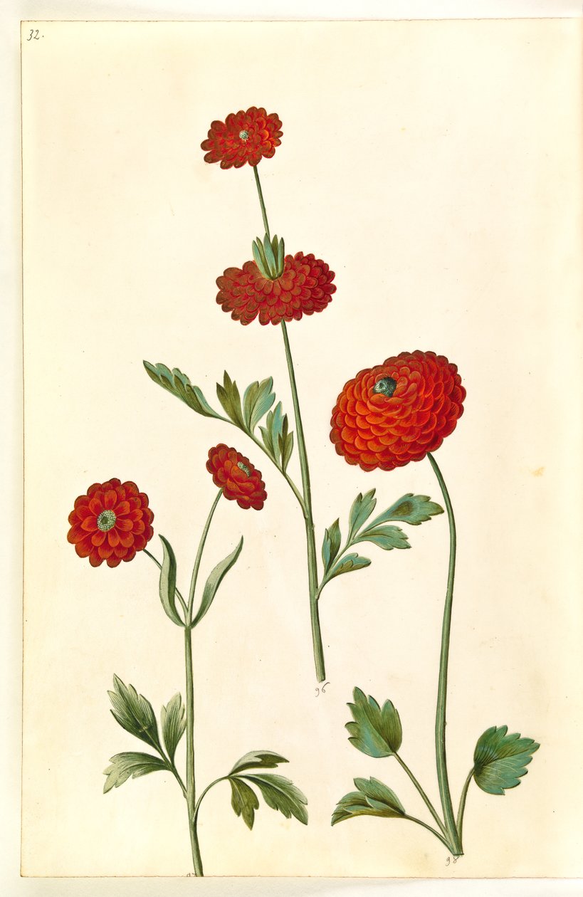 Ranunculus asiaticus (ranúnculo de jardín) de Hans Simon Holtzbecker
