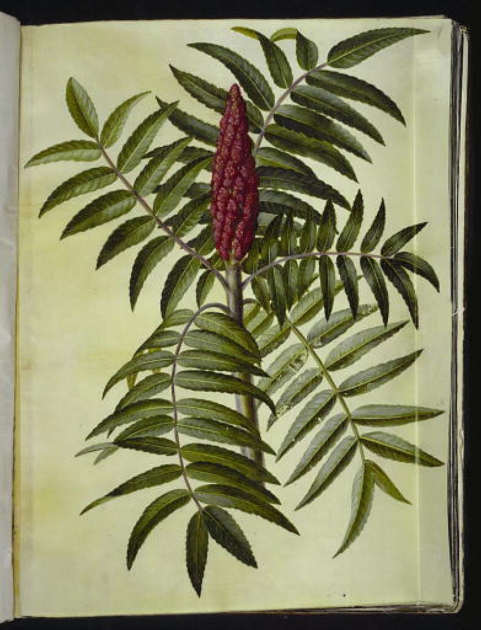 Rhus typhina (zumaque) de Hans Simon Holtzbecker