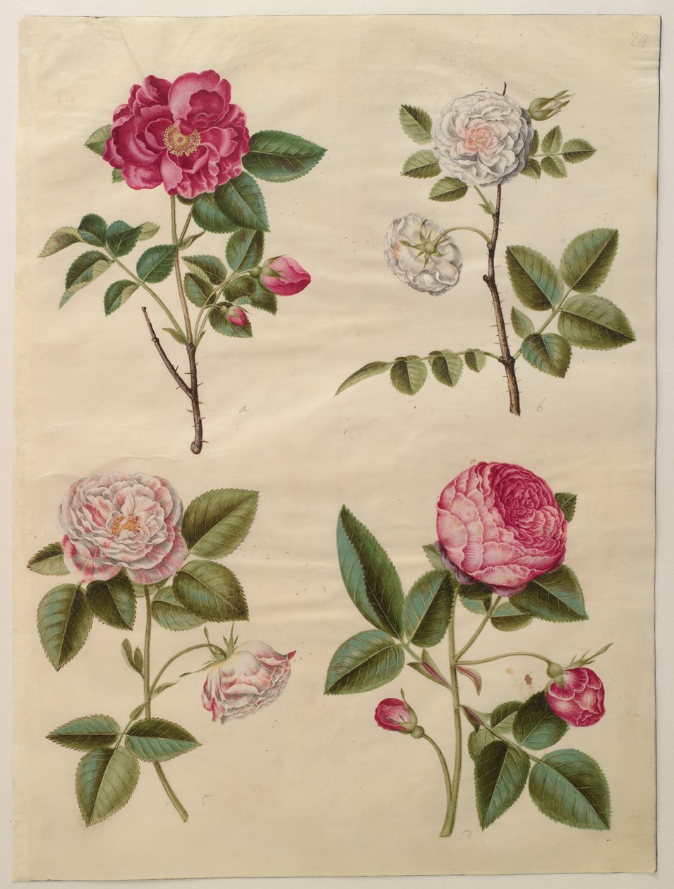Rosa gálica de Hans Simon Holtzbecker