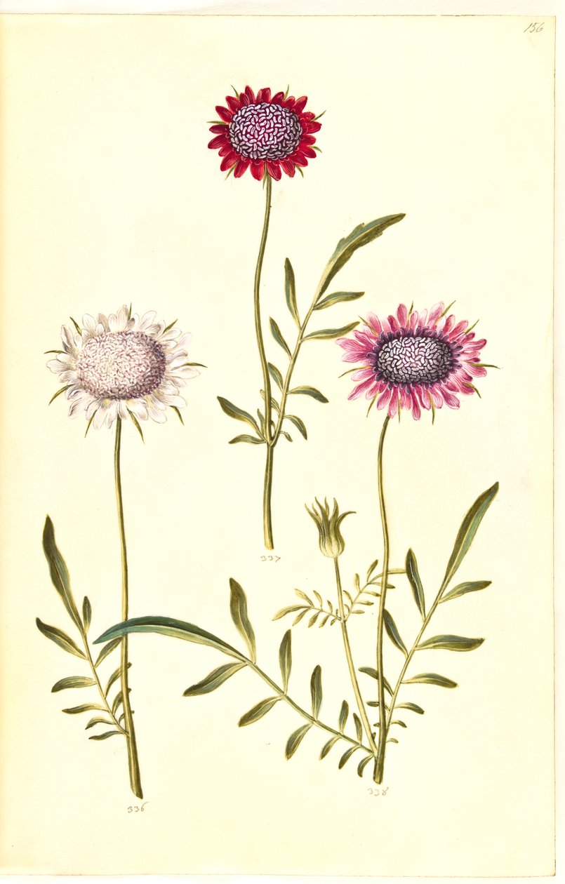 Scabiosa atropurpurea (flor de viuda) de Hans Simon Holtzbecker