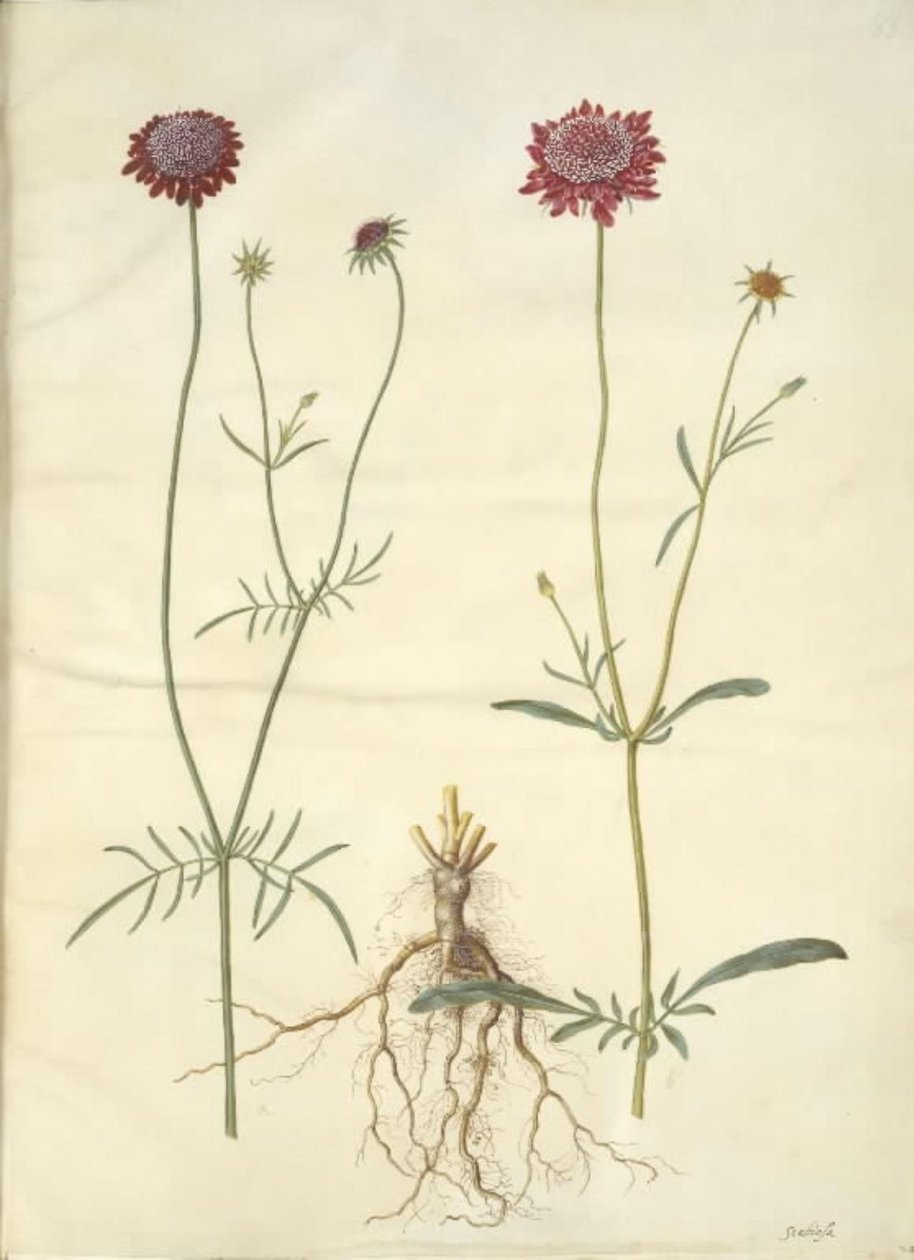 Scabiosa atropurpurea (flor de viuda) de Hans Simon Holtzbecker