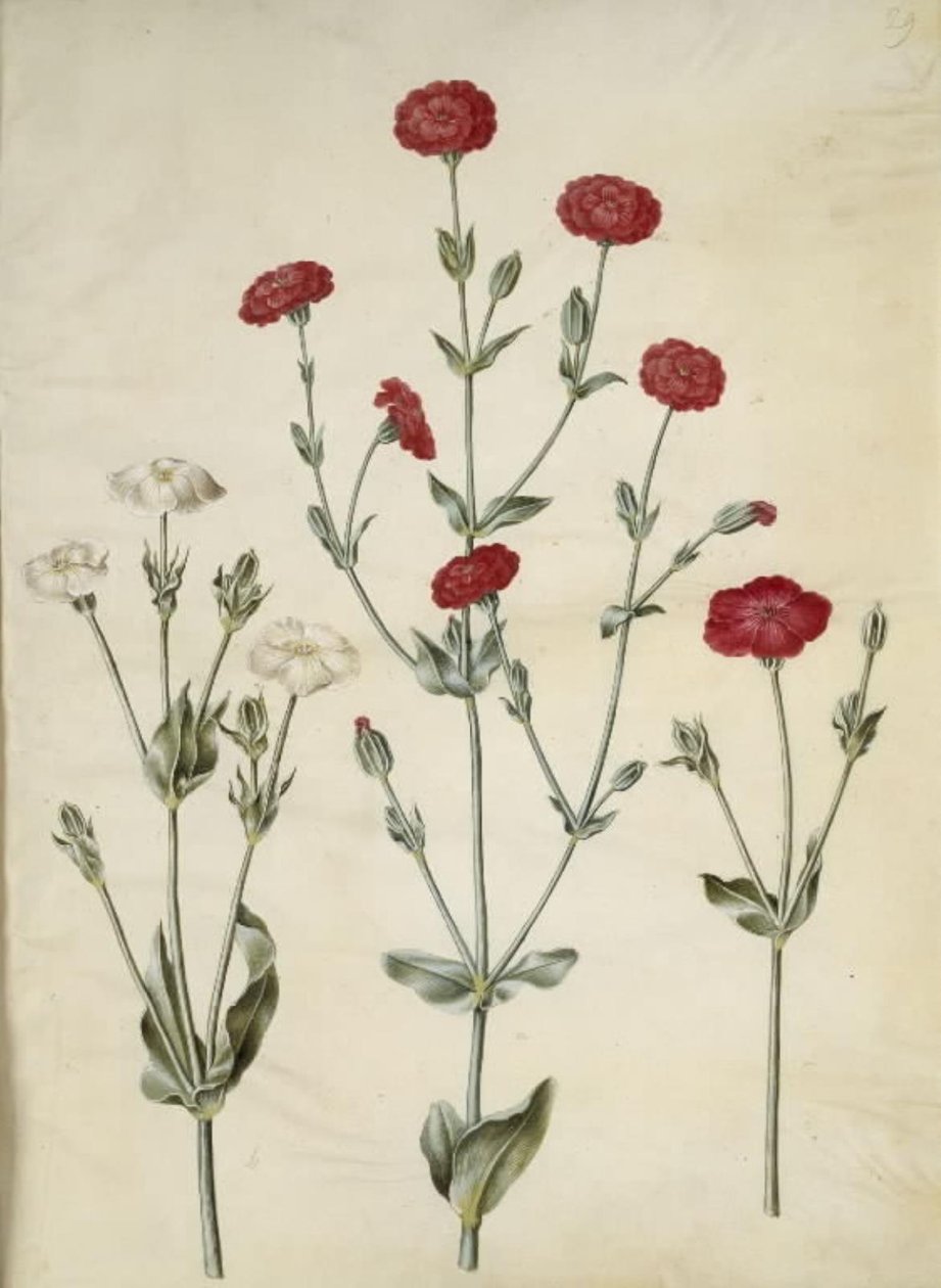 Silene coronaria (corona de Silene) de Hans Simon Holtzbecker