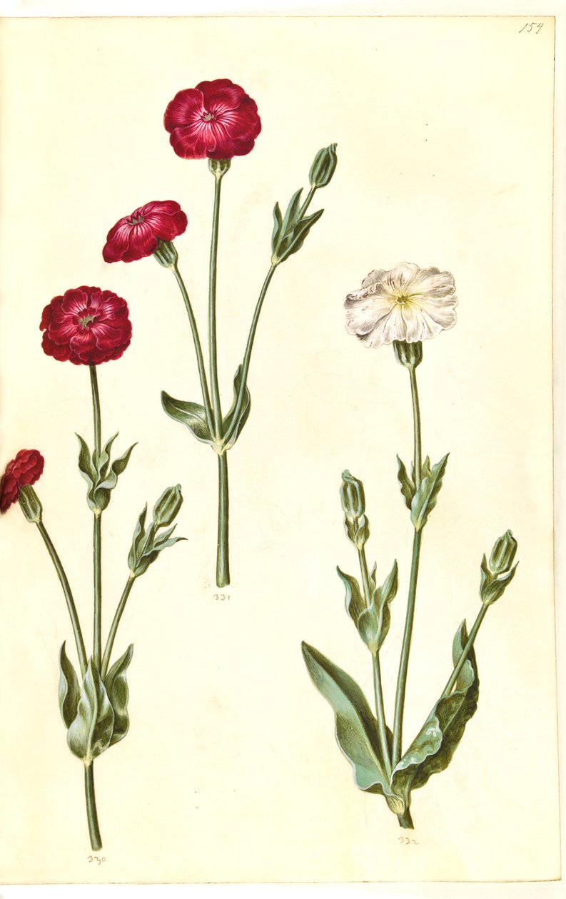 Silene coronaria (krone-limurt) de Hans Simon Holtzbecker