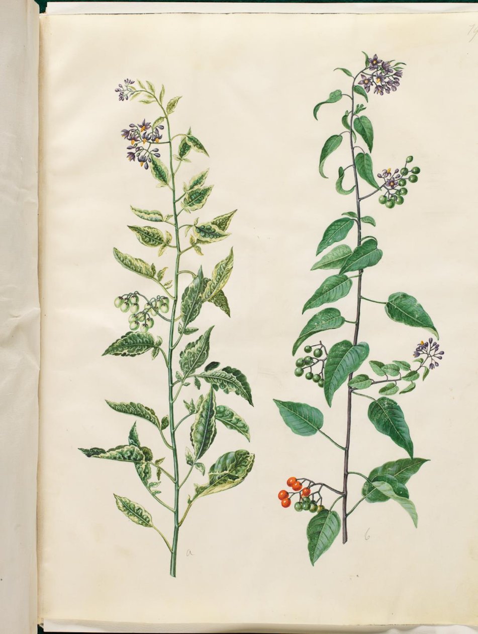 Solanum dulcamara (dulcamara) de Hans Simon Holtzbecker