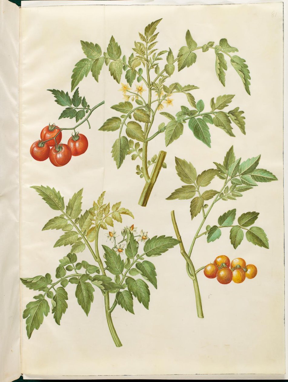 Solanum lycopersicum (tomate común) de Hans Simon Holtzbecker